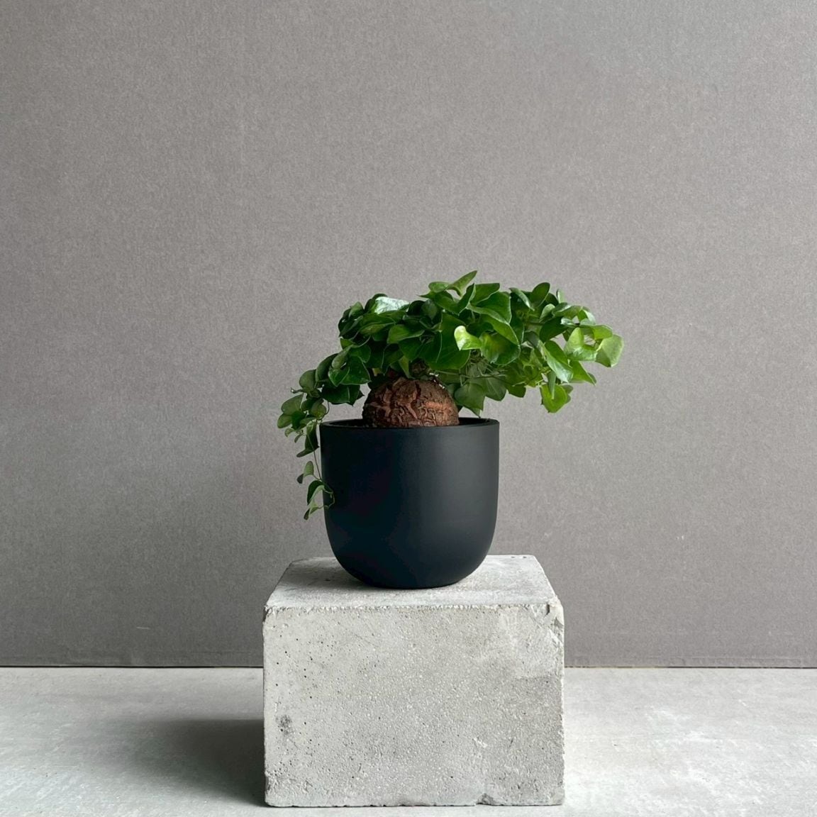 コーデックス 塊根植物 通販 レアプランツ SHOUCHIKU-EN
