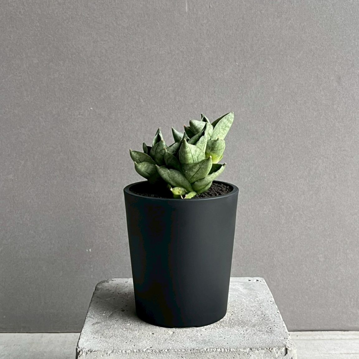 サンセベリア(サンスベリア) タムタミ Sansevieria Tamu Tami｜観葉