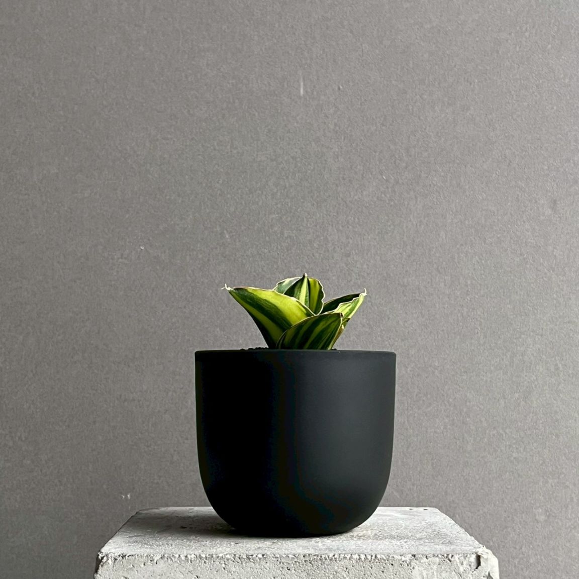 サンセベリア アンダマン 斑入 Sansevieria Andaman Variegated｜観葉