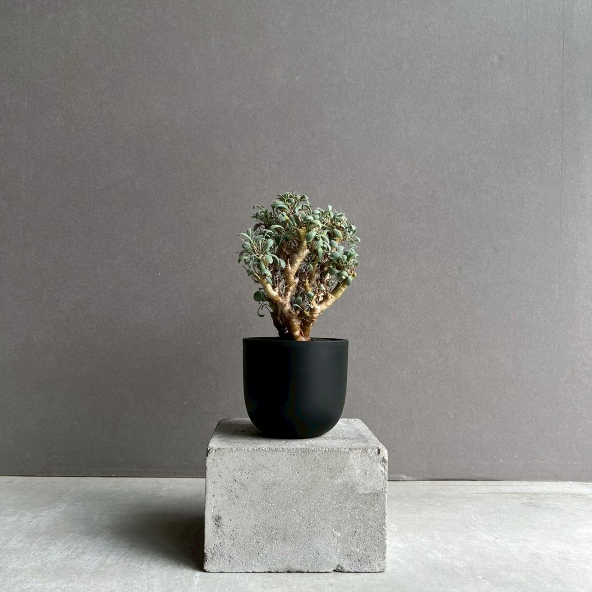 コーデックス 塊根植物 通販 レアプランツ SHOUCHIKU-EN