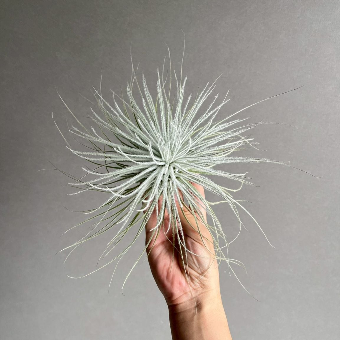 ティランジア テクトラム Tillandsia tectorum｜エアプランツ