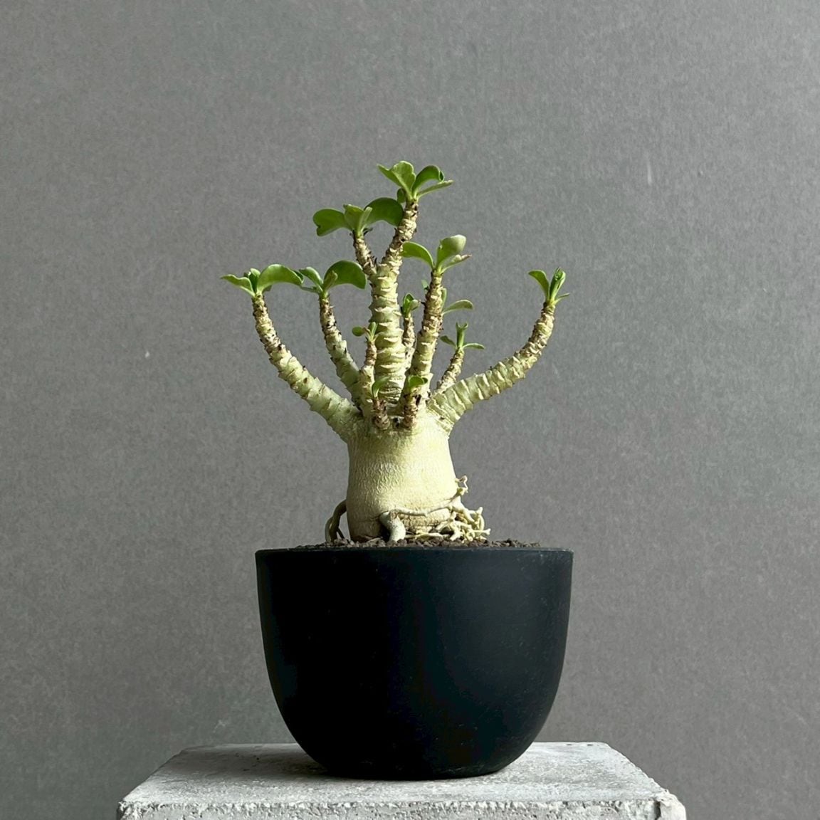 アデニウム メデューサ D.H.A 獅子葉｜Adenium Dorset Horn 塊根植物