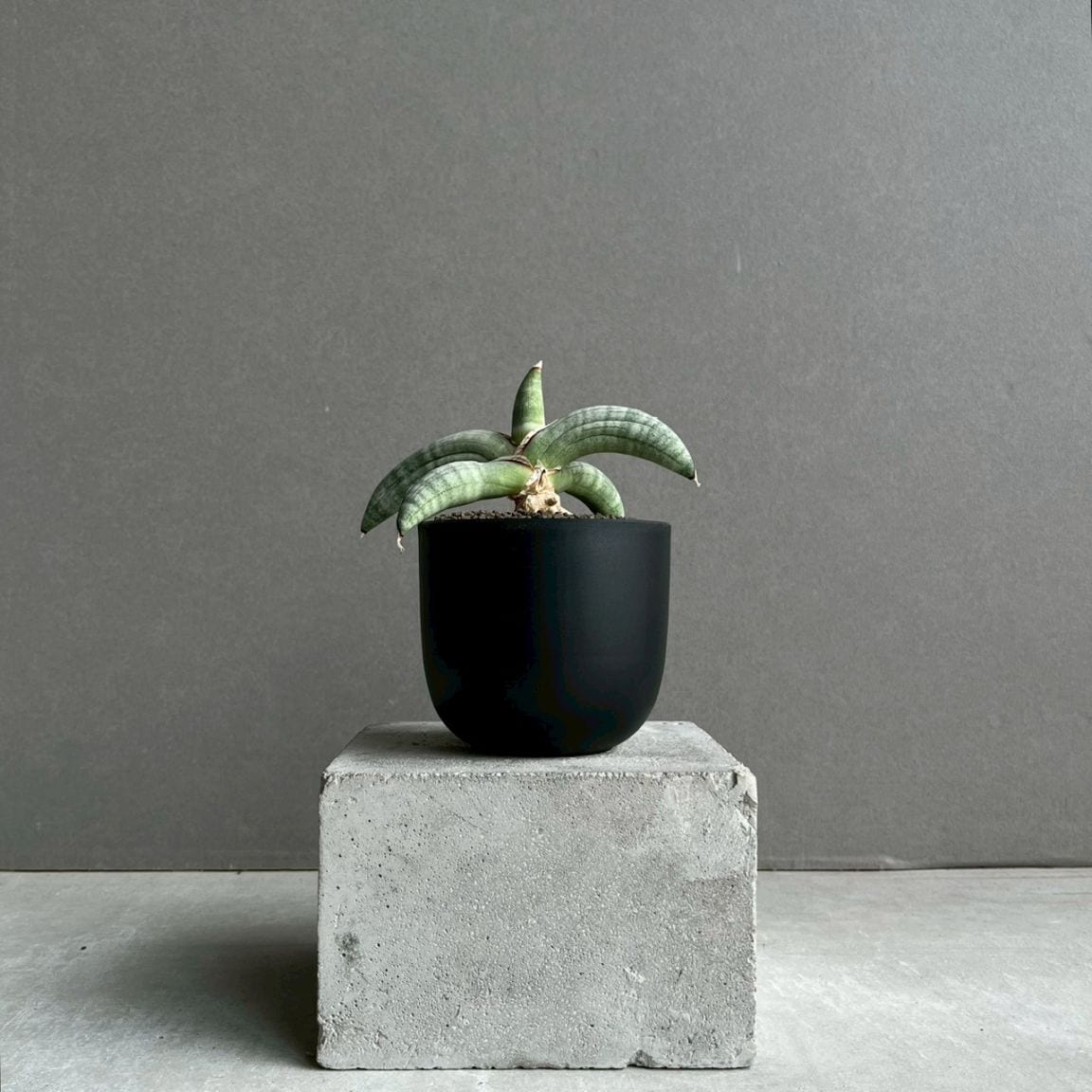 サンセベリア エイレンシス｜Sansevieria eilensis 希少種 観葉植物