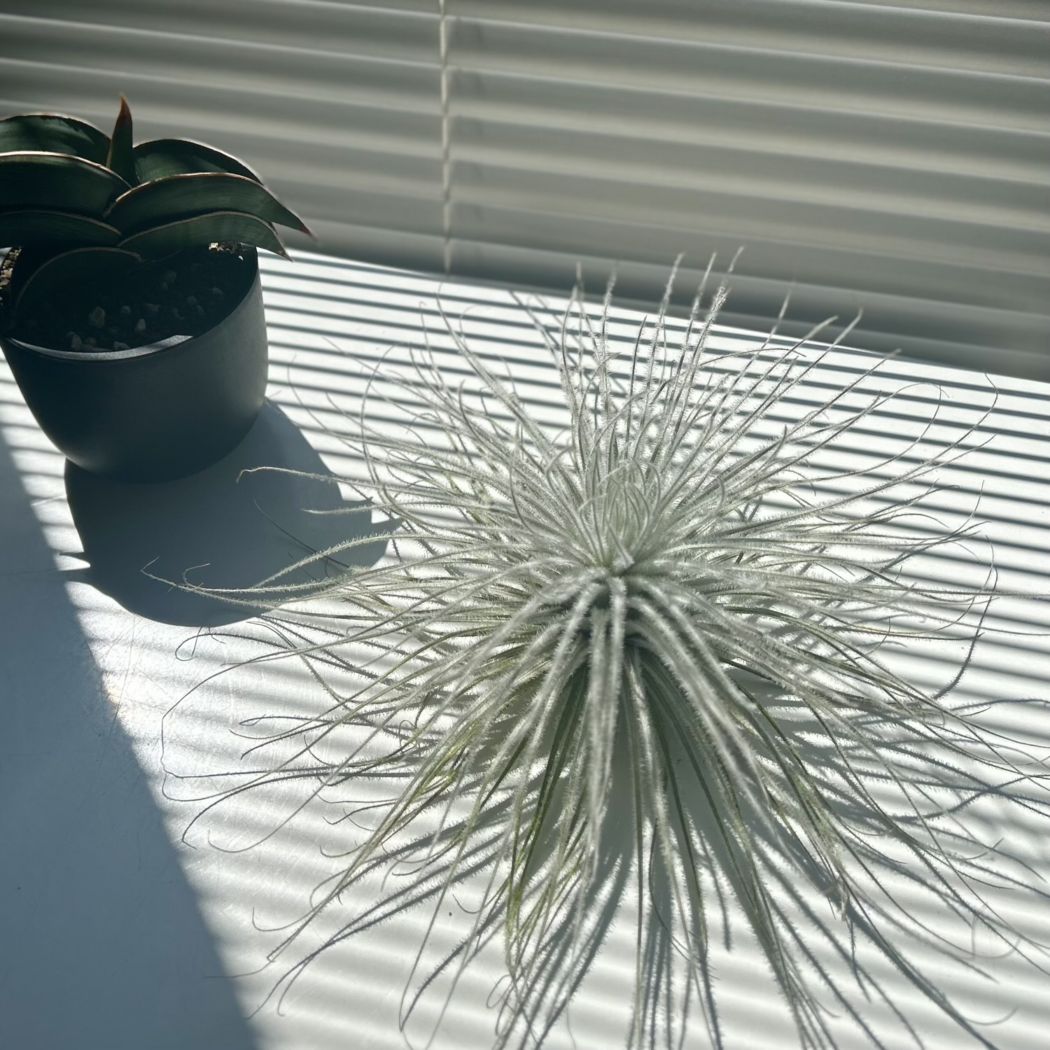 ティランジア テクトラム｜Tillandsia tectorum エアプランツ