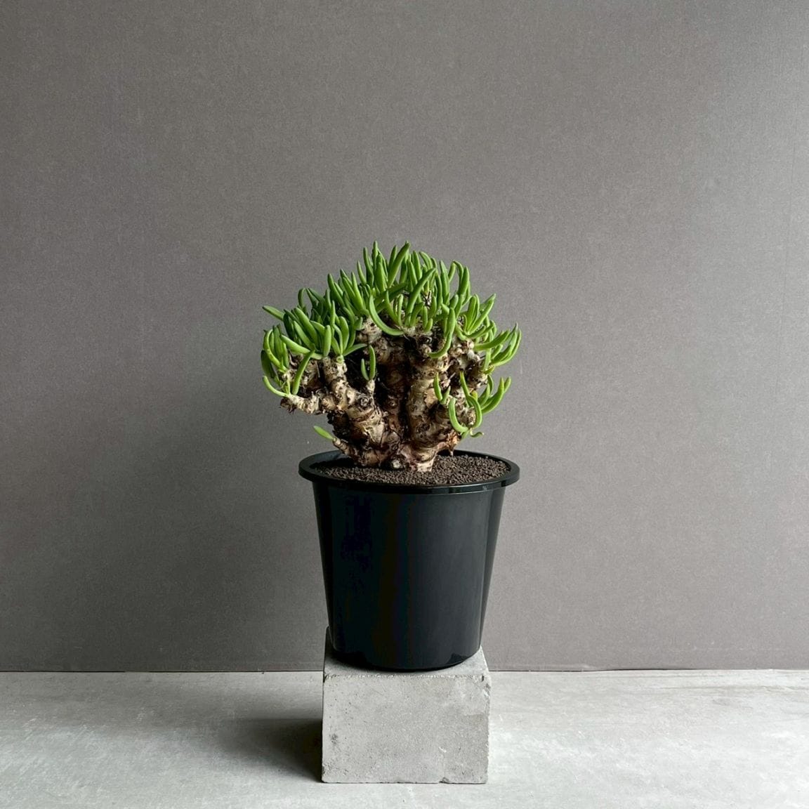 チレコドンレティキュラーツス　塊根植物 チレコドン レティキュラーツス 万物想｜Tylecodon reticulatus 塊根