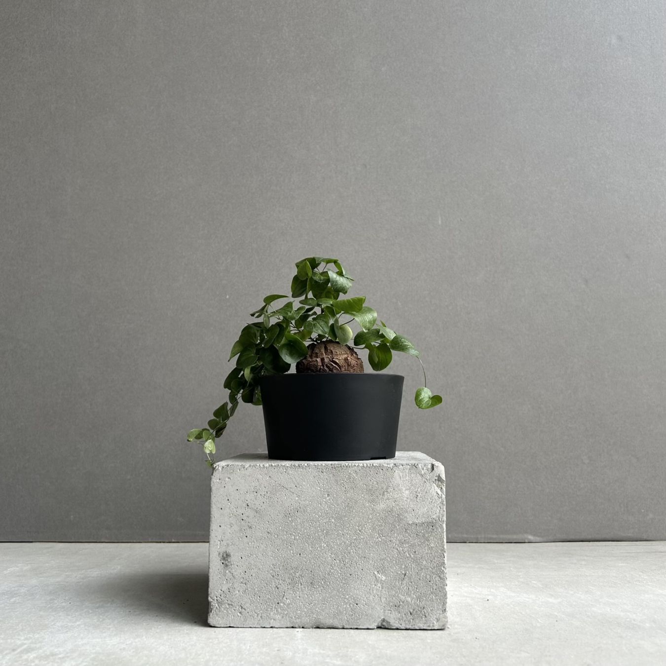 コーデックス 塊根植物 通販 レアプランツ SHOUCHIKU-EN