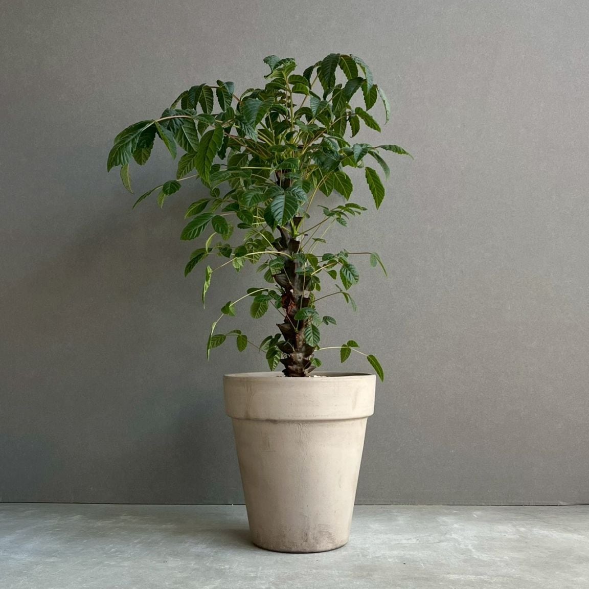 ベイセリア メキシカーナ｜Beiselia mexicana 塊根植物 コーデックス