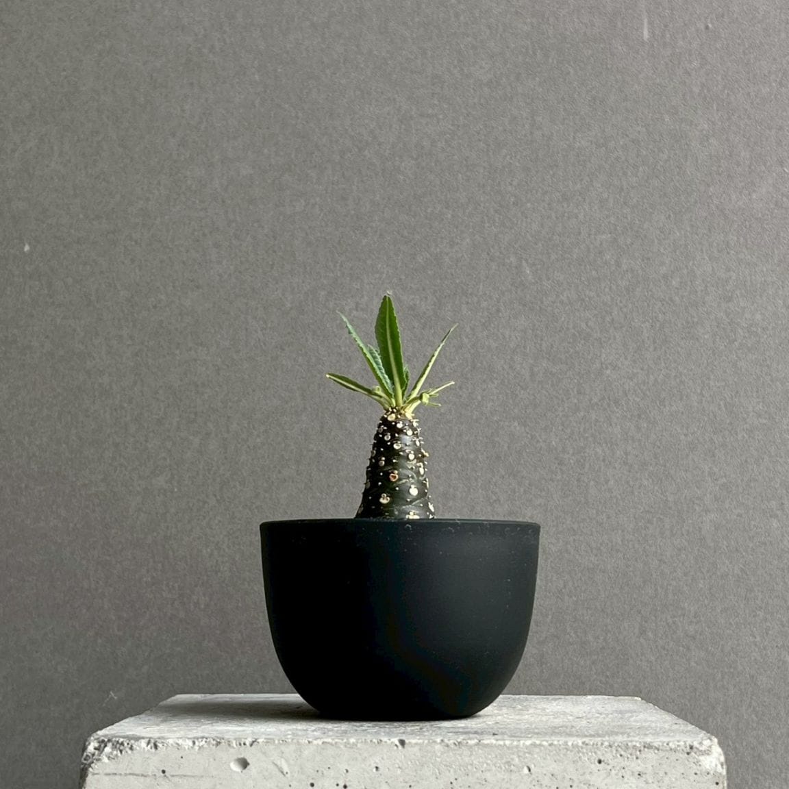 ドルステニア ランキフォリア 実生苗｜Dorstenia 観葉植物 希少 多肉