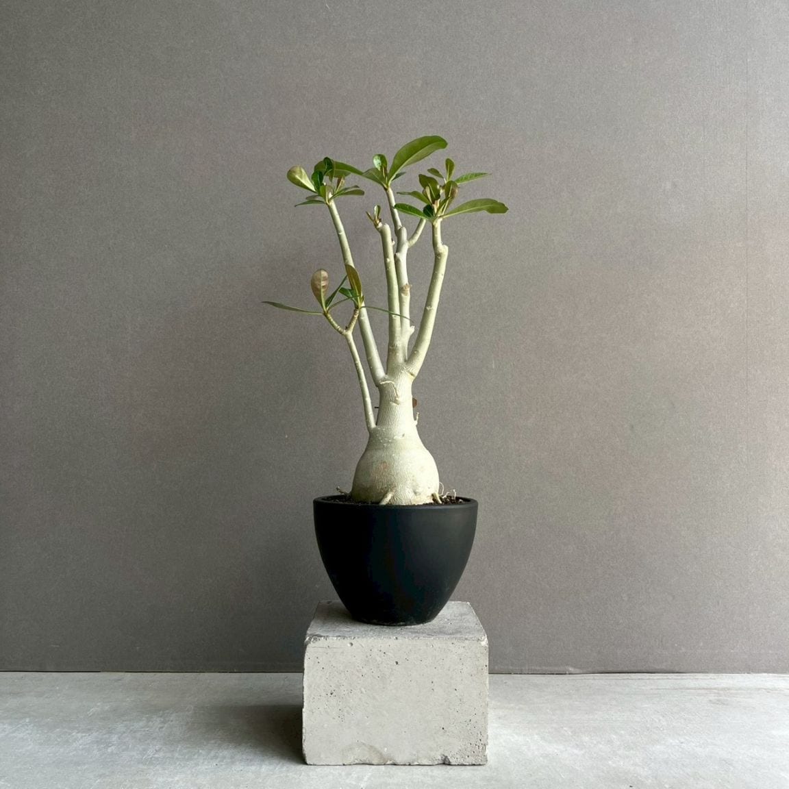 アデニウム オベスム 選抜個体｜Adenium obesum 塊根植物 コーデックス