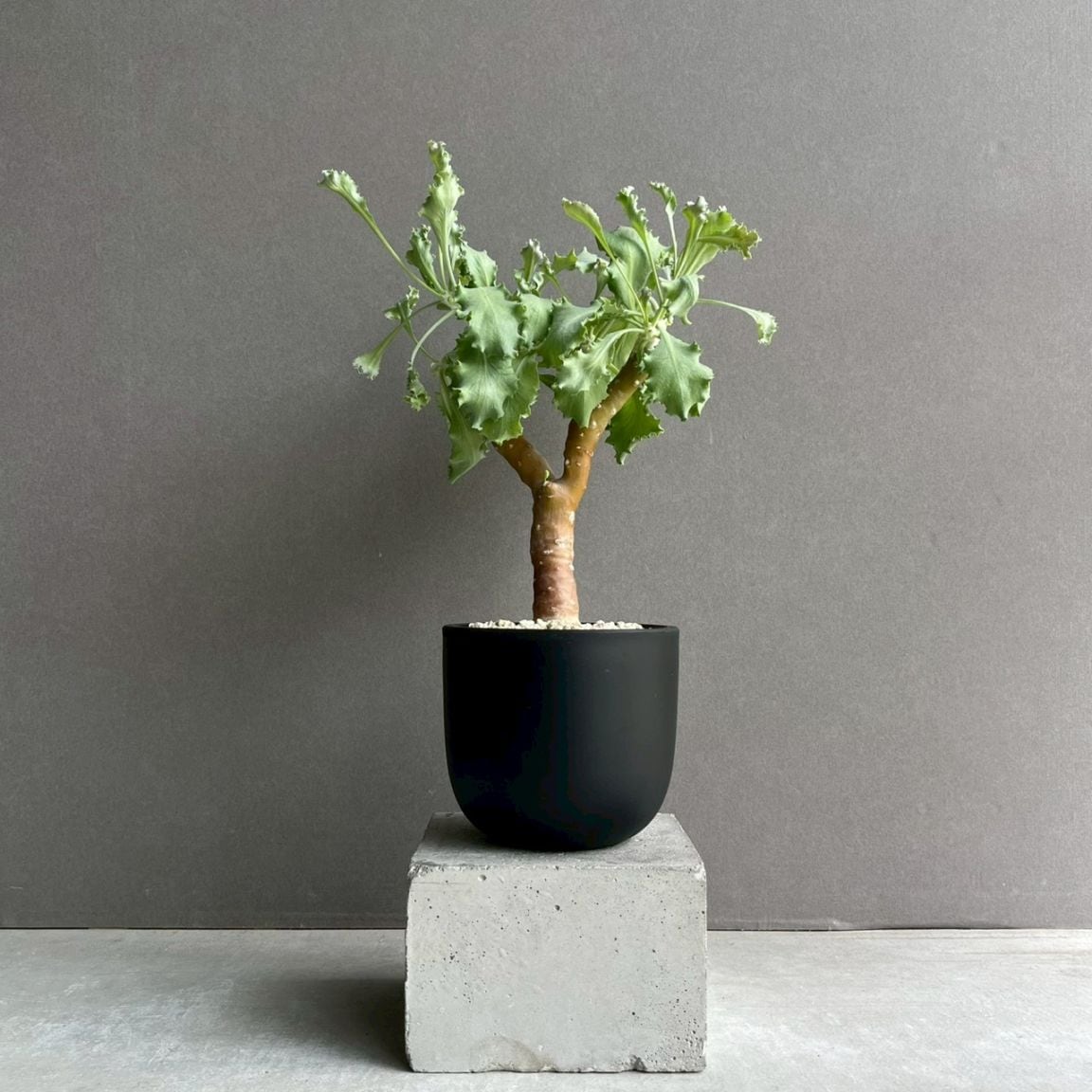 コーデックス 塊根植物 通販 レアプランツ SHOUCHIKU-EN