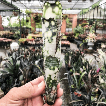 ブロメリア　billbergia domingos martins ビルベルギア ドミンゴスマーティンス｜Billbergia タンクブロメリア