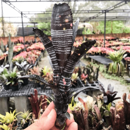 ビルベルギア ブラックパンサー｜Billbergia Toneprai Black Panther