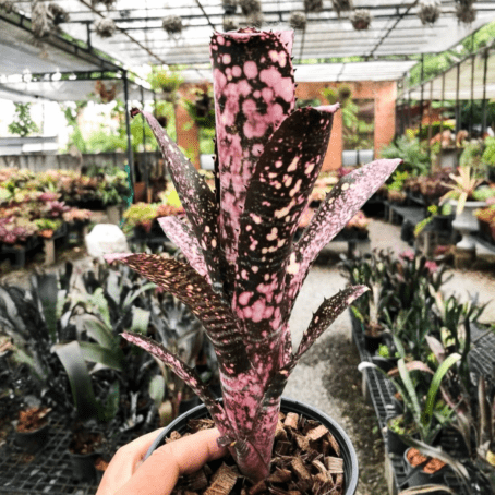 ブロメリア・エアープランツ Billbergia Coconut Ice キセログラフィカ