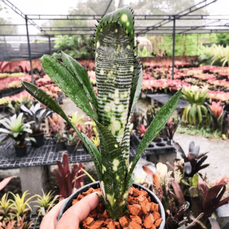 ビルベルギア バージニア｜Billbergia Virginia Otto タンクブロメリア