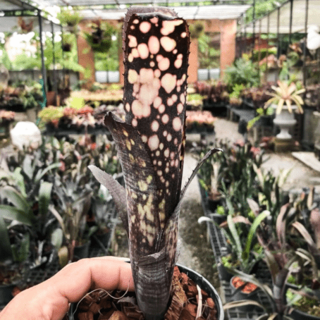 タンクブロメリア 予約販売 レアプランツ SHOUCHIKU-EN