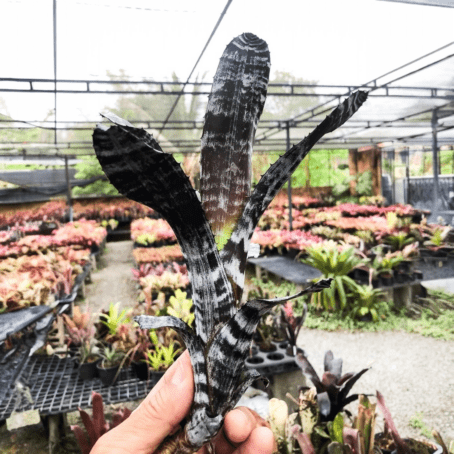 予約販売 観葉植物 レアプランツ 松竹園セレクト SHOUCHIKU-EN
