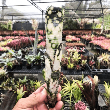 ビルベルギア ドミンゴスマーティンス｜Billbergia タンクブロメリア