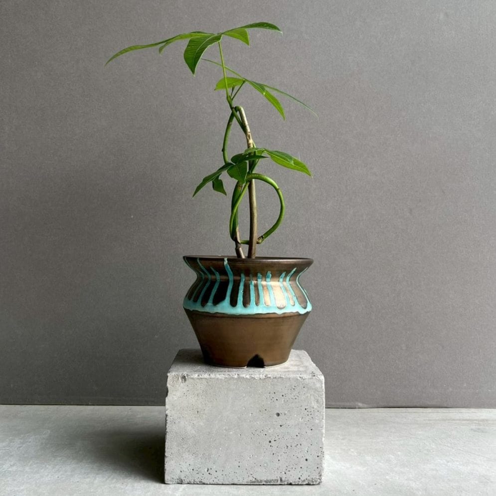 パキラ カービング 実生苗｜個性的な樹形が魅力の観葉植物｜YON-HACHI