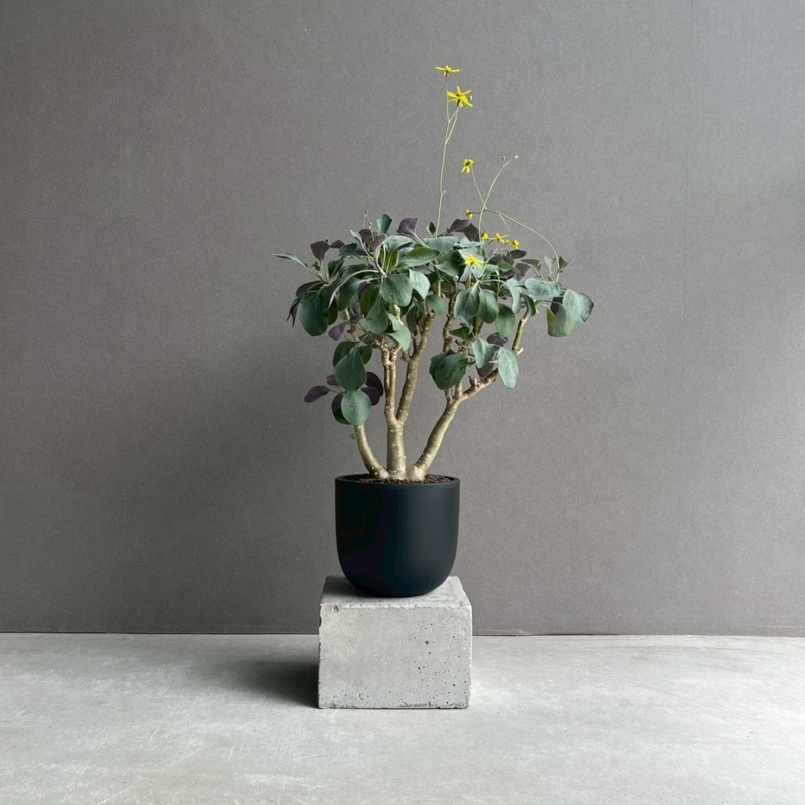 コーデックス 塊根植物 通販 レアプランツ SHOUCHIKU-EN