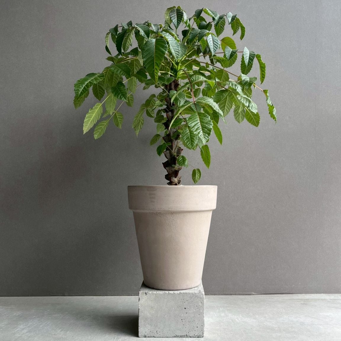 コーデックス 塊根植物 通販 レアプランツ SHOUCHIKU-EN
