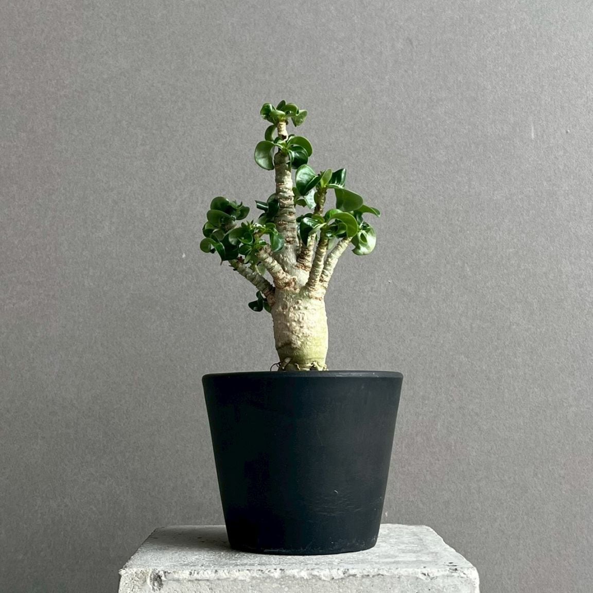 アデニウム通販 塊根植物 レアプランツ SHOUCHIKU-EN