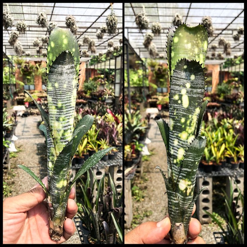 ブロメリア・エアープランツ B. 'Domingos Martins' Original Clone ビルベルギア・ヴィッタータ・ドミンゴスマルティンス Billbergia