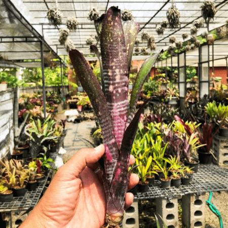 タンクブロメリア 予約販売 レアプランツ SHOUCHIKU-EN