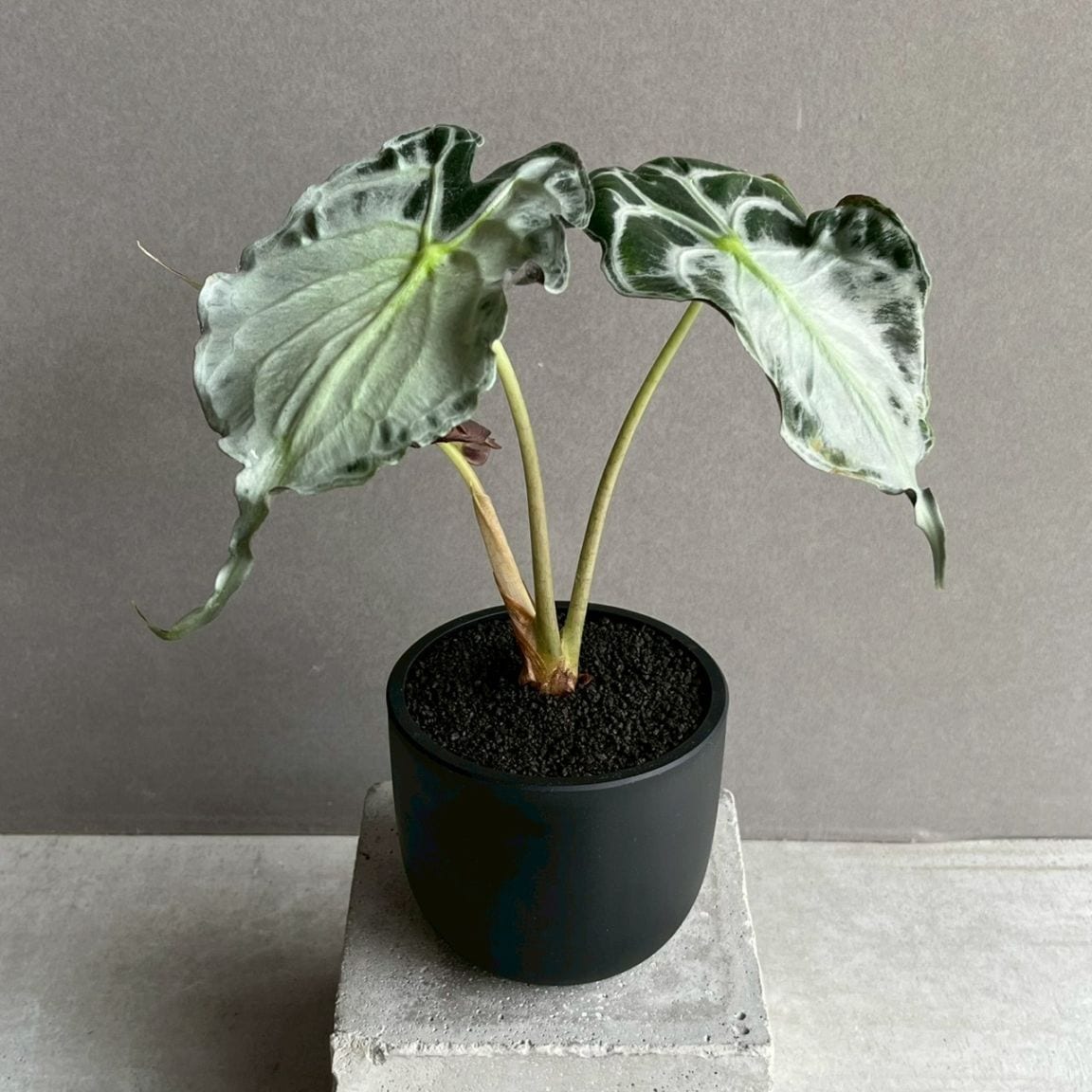 │ アロカシア・ヴェノム │ ‘Venom’ Alocasia 観葉植物 ヴェノム｜メタリックな葉脈が美しい個性派アロカシア アロカシア その他観葉植物