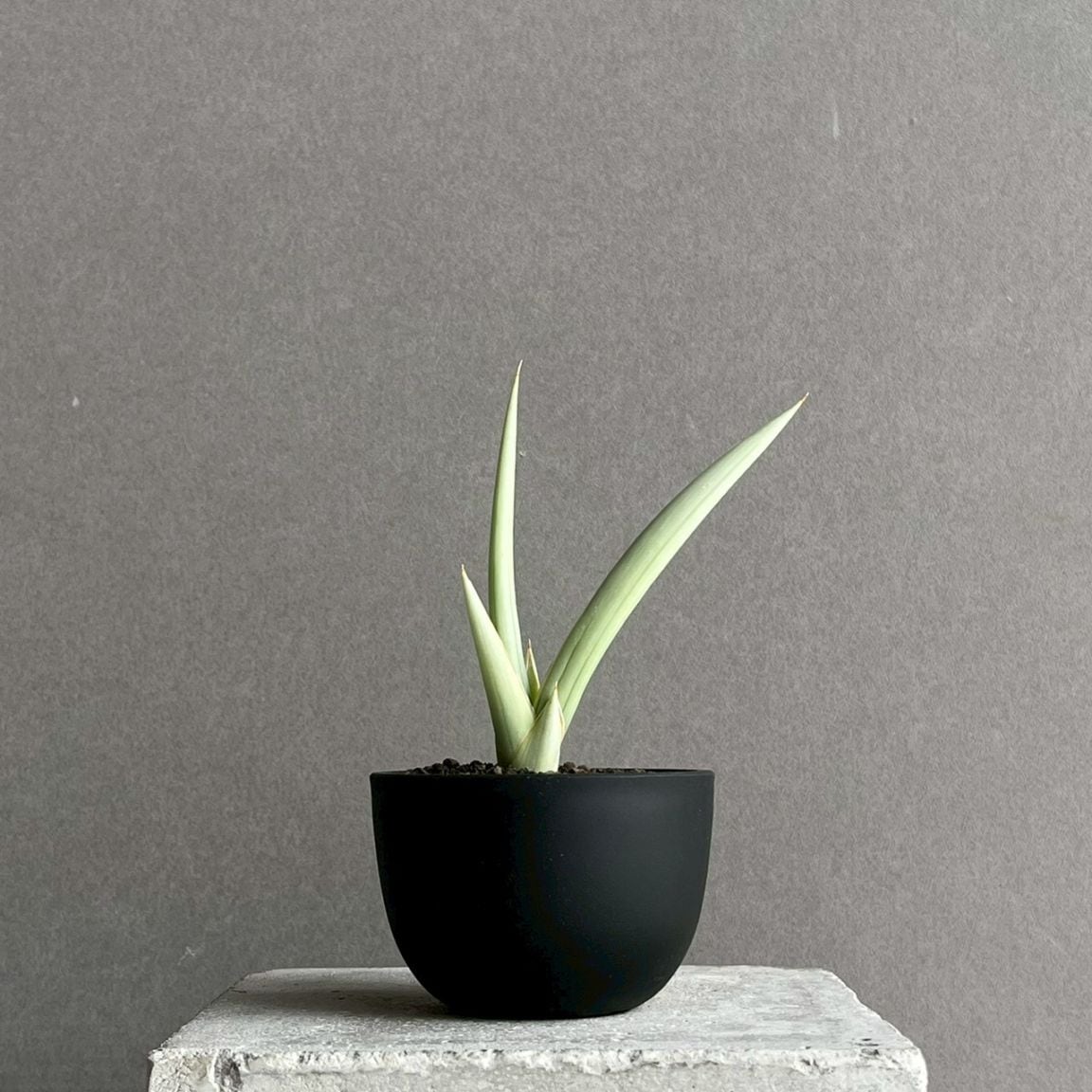 サンセベリア通販 珍しい観葉植物 SHOUCHIKU-EN