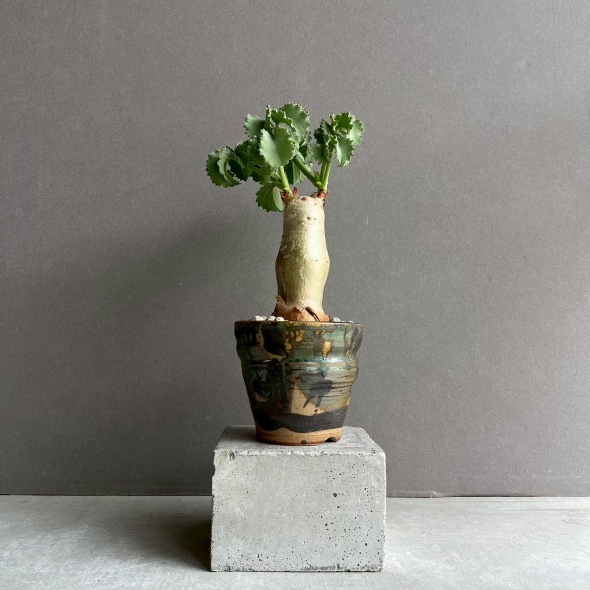 コーデックス 塊根植物 通販 レアプランツ SHOUCHIKU-EN