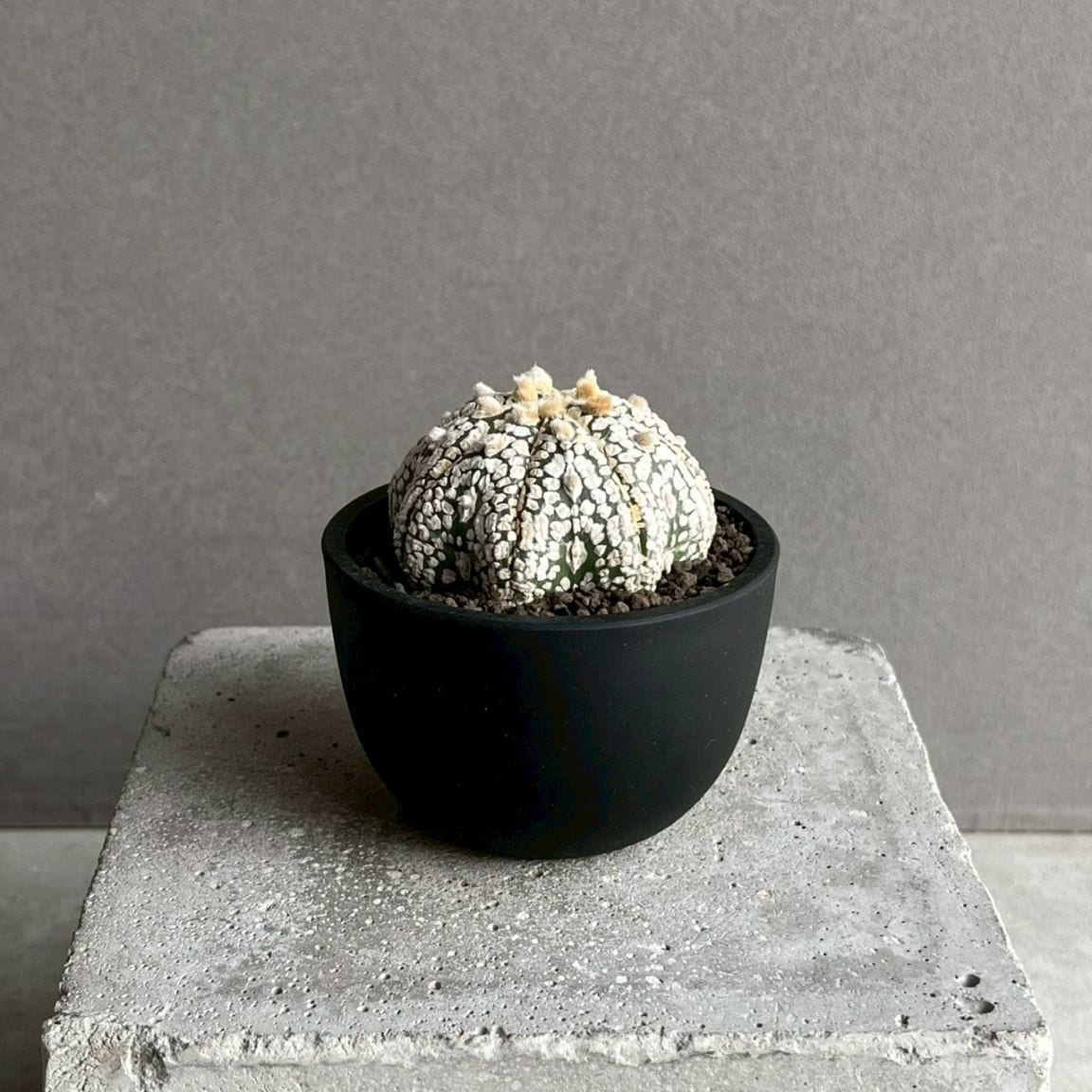 サボテン通販 多肉植物 SHOUCHIKU-EN