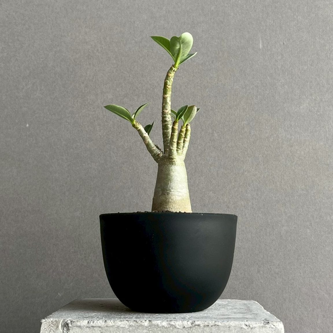 アデニウムアラビカム 塊根26cm アデニウム アラビカム｜コンパクトで美しい樹形の塊根植物｜SHOUCHIKU-EN
