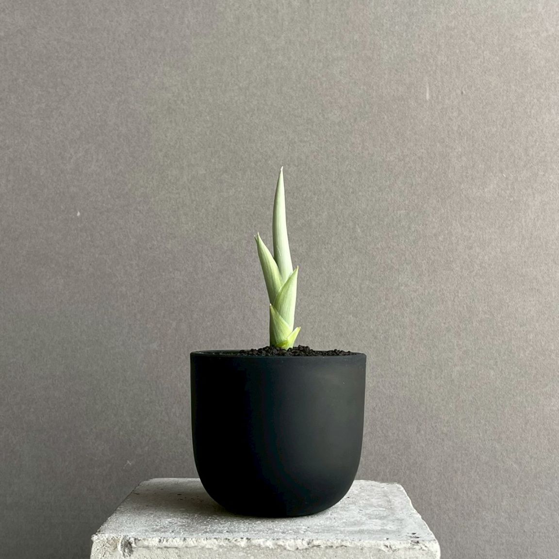 サンセベリア通販 珍しい観葉植物 SHOUCHIKU-EN