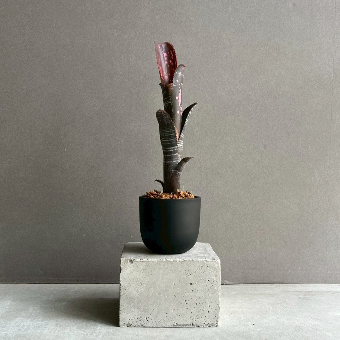 タンクブロメリア通販 レアプランツ 観葉植物 SHOUCHIKU-EN