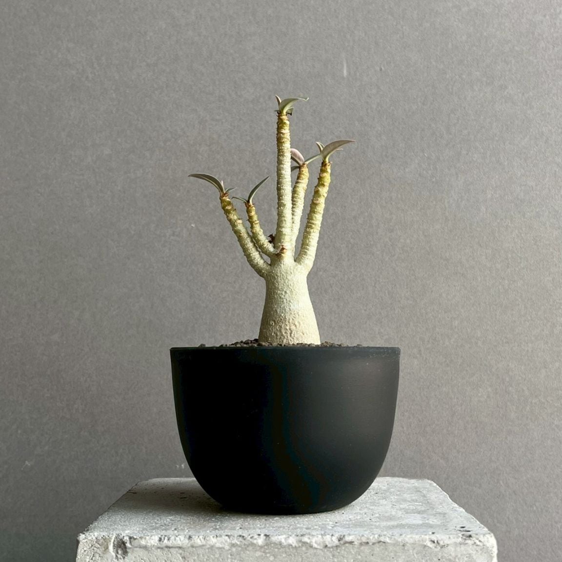 アデニウム アラビカム｜コンパクトで美しい樹形の塊根植物｜SHOUCHIKU-EN