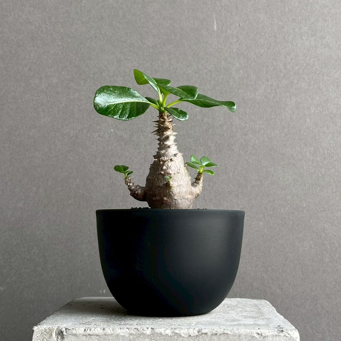 コーデックス 塊根植物 通販 レアプランツ SHOUCHIKU-EN