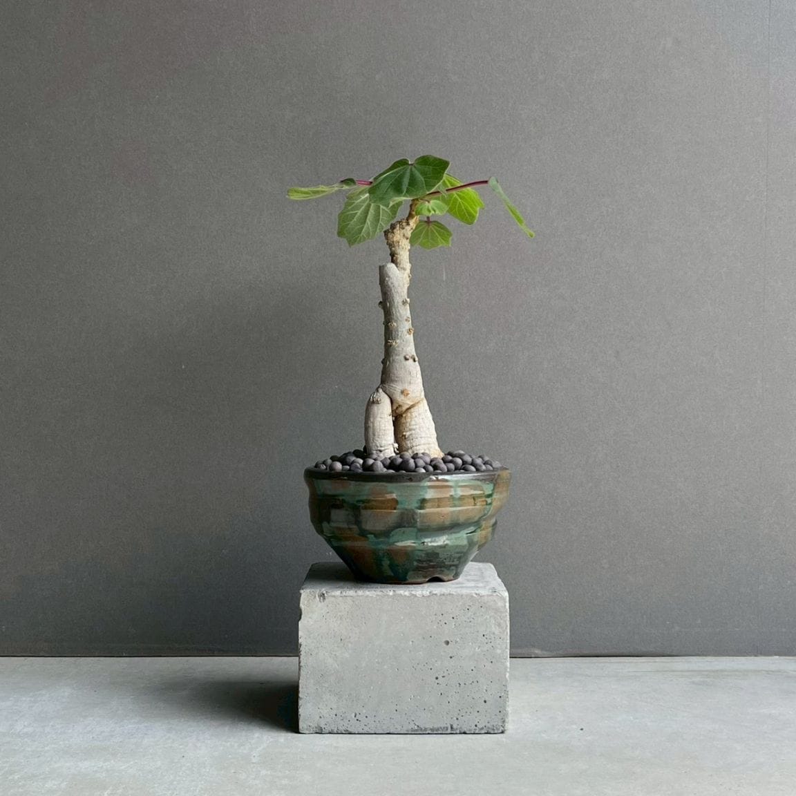 コーデックス 塊根植物 通販 レアプランツ SHOUCHIKU-EN