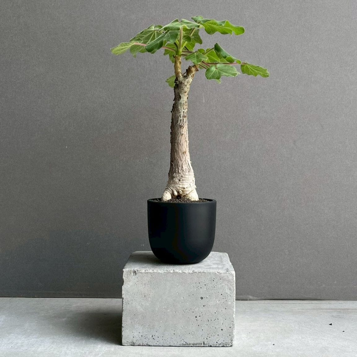 コーデックス 塊根植物 通販 レアプランツ SHOUCHIKU-EN
