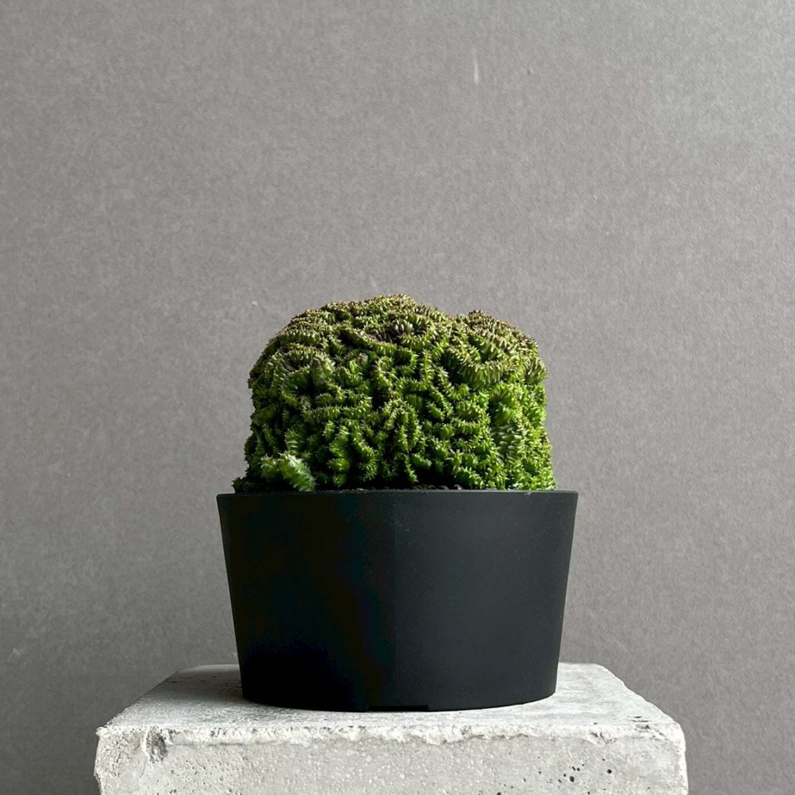 ユーフォルビア通販 多肉植物 レアプランツ SHOUCHIKU-EN