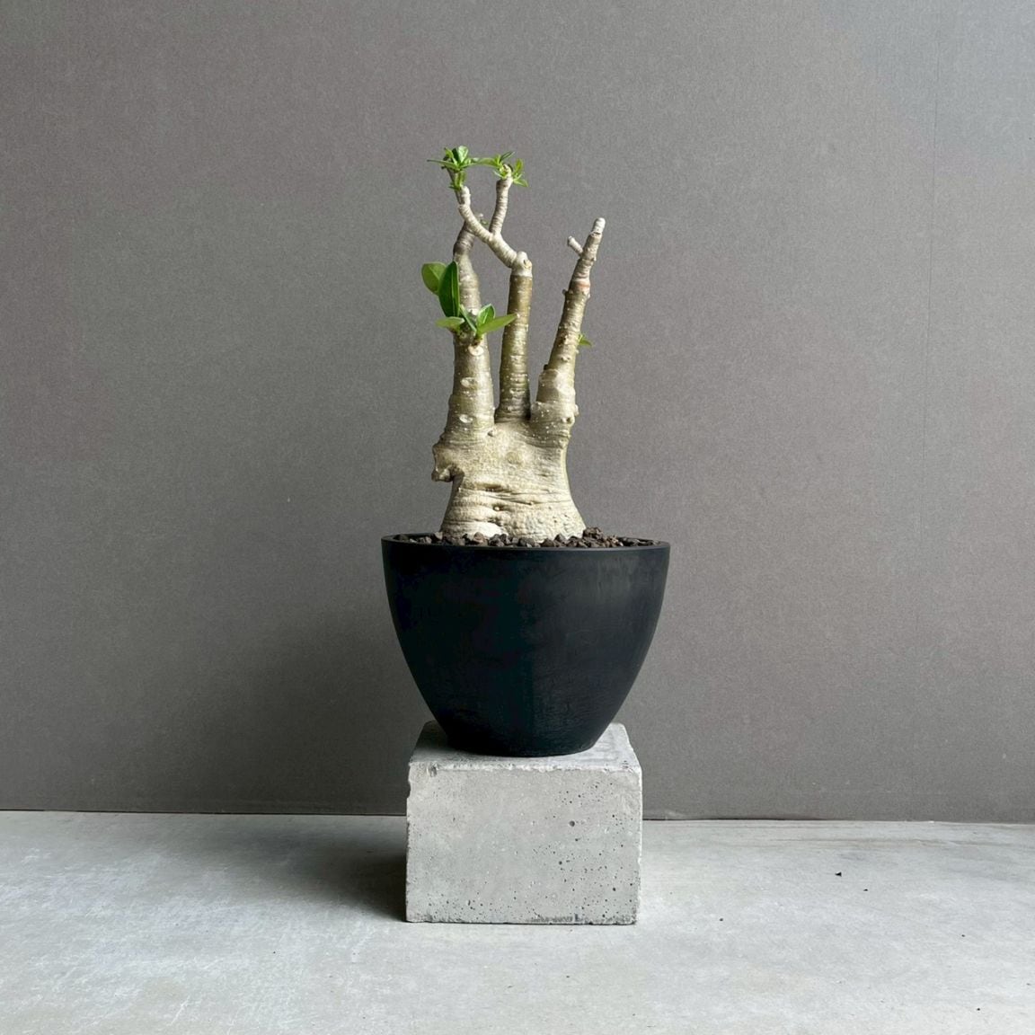 観葉植物一覧 レアプランツ通販 SHOUCHIKU-EN