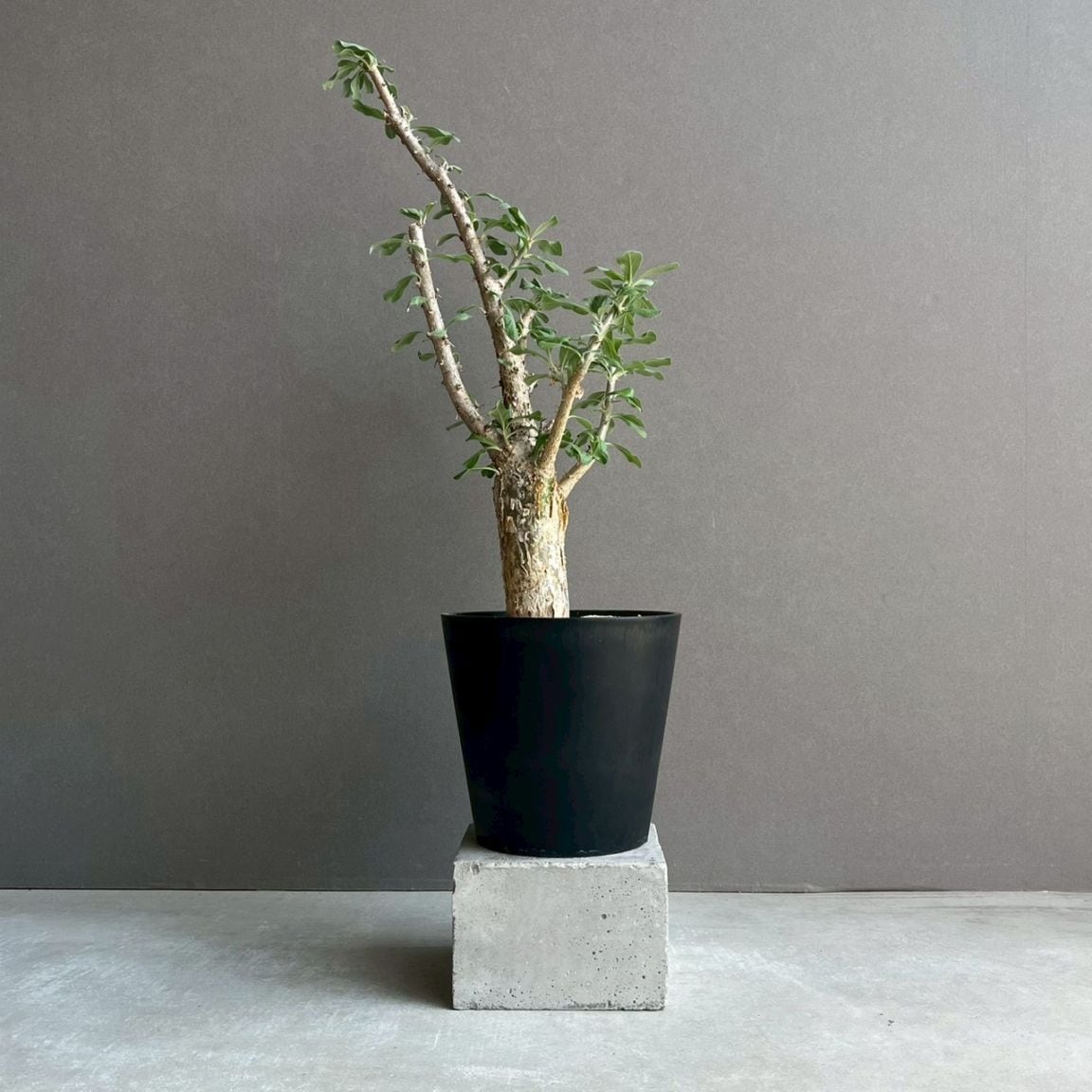コーデックス 塊根植物 通販 レアプランツ SHOUCHIKU-EN