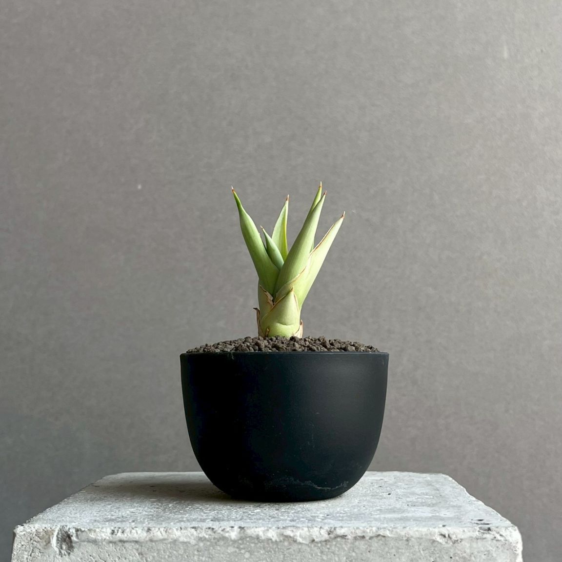 サンセベリア通販 珍しい観葉植物 SHOUCHIKU-EN