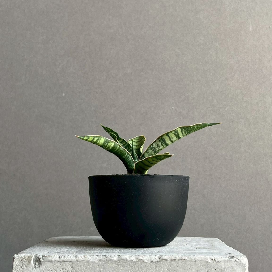 サンセベリア通販 珍しい観葉植物 SHOUCHIKU-EN