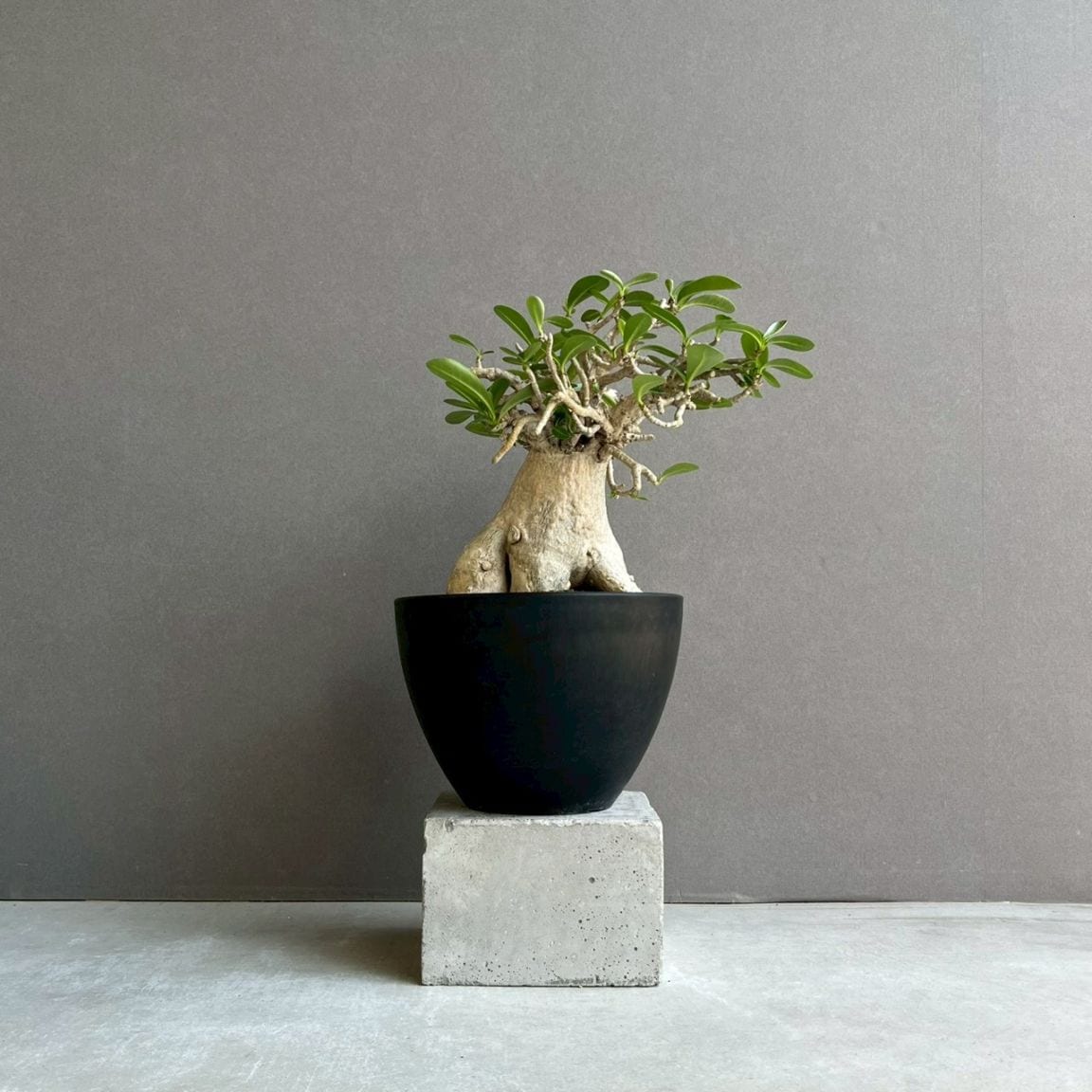 アデニウム通販 塊根植物 レアプランツ SHOUCHIKU-EN
