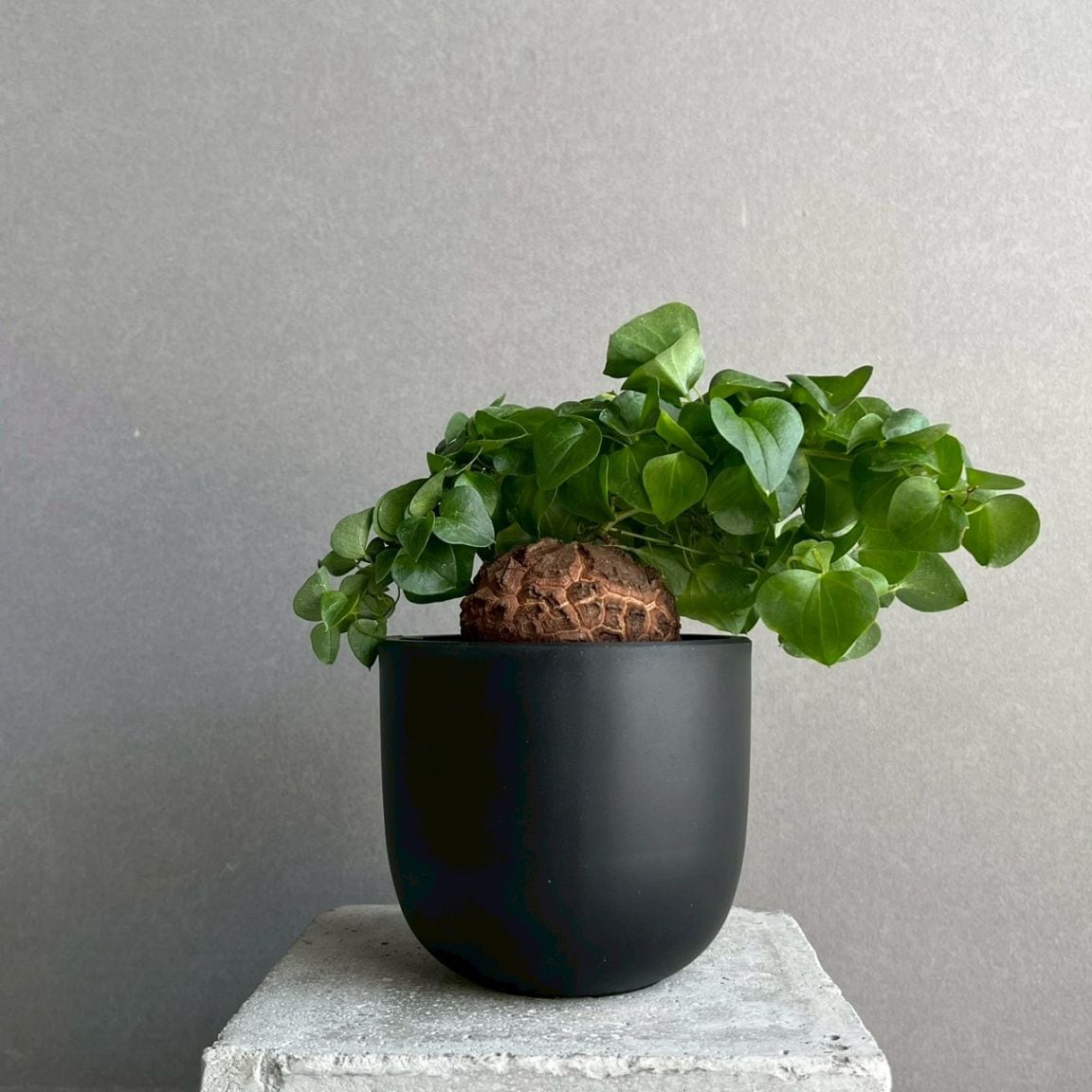 コーデックス 塊根植物 通販 レアプランツ SHOUCHIKU-EN