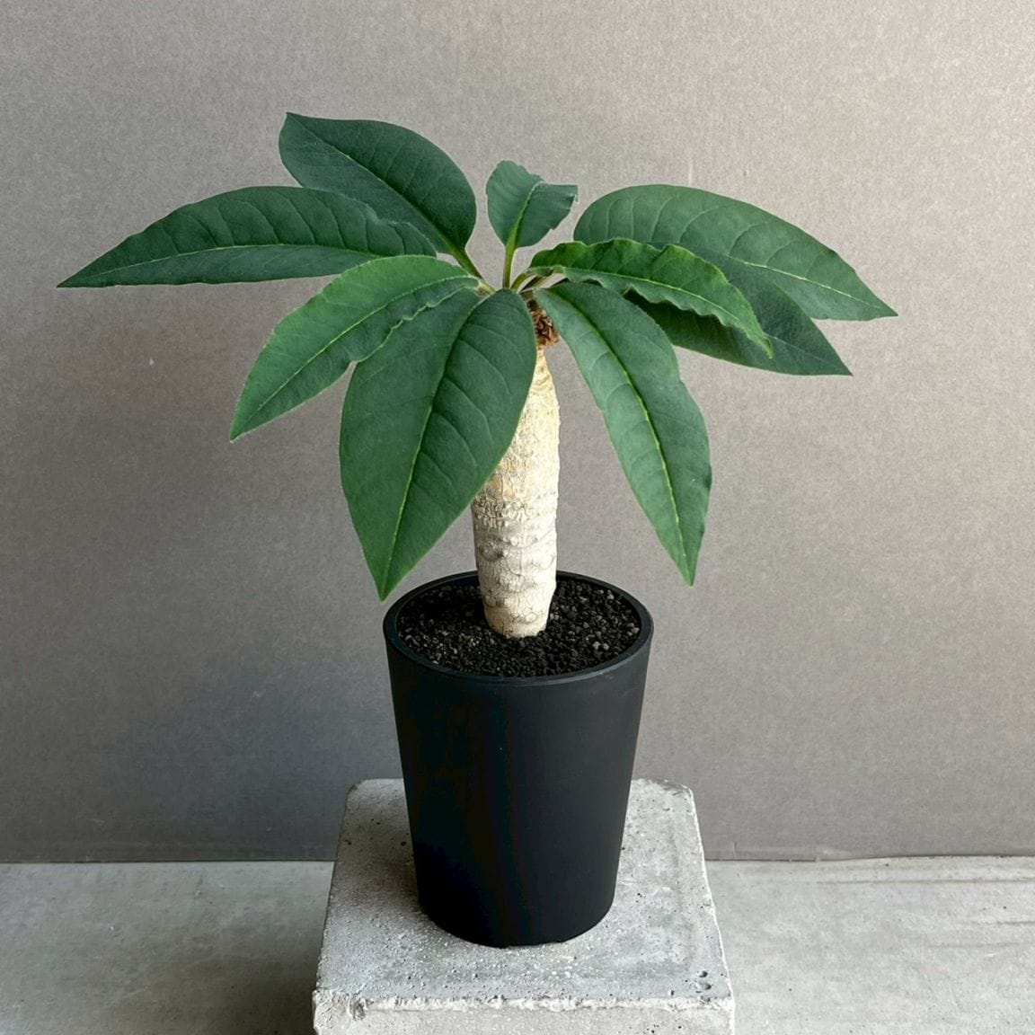 ビカクシダ willinckii セレクト株 P.willinckii Spore Nook Select 【artPLANTs/PLANTS GARAGE