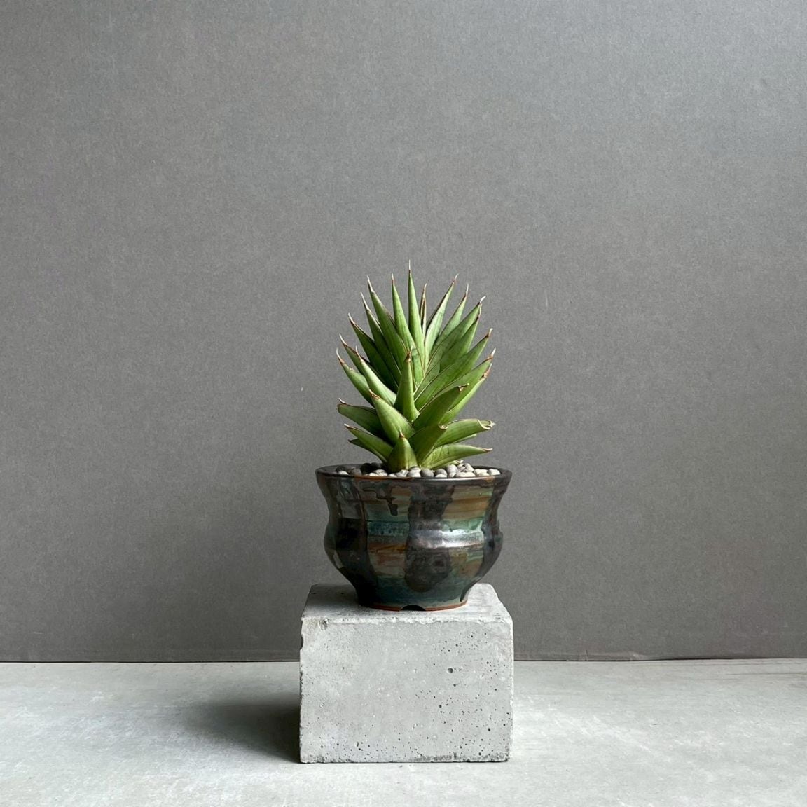 サンセベリア通販 珍しい観葉植物 SHOUCHIKU-EN