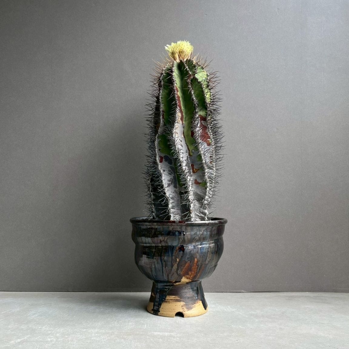 観葉植物通販 珍しい植物 レアプランツ販売 SHOUCHIKU-EN