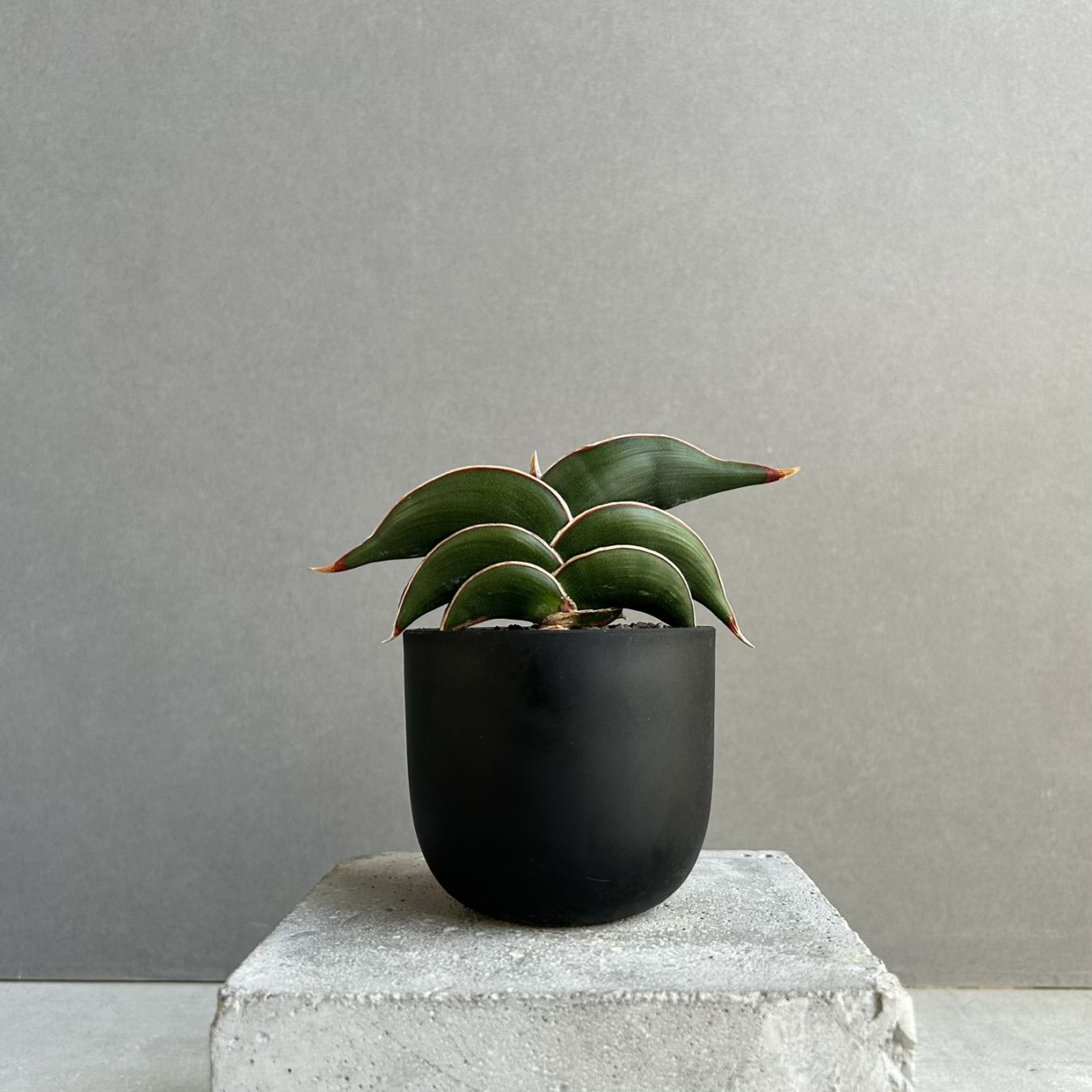サンセベリア ロリダ Sansevieria rorida｜観葉植物 キングオブ