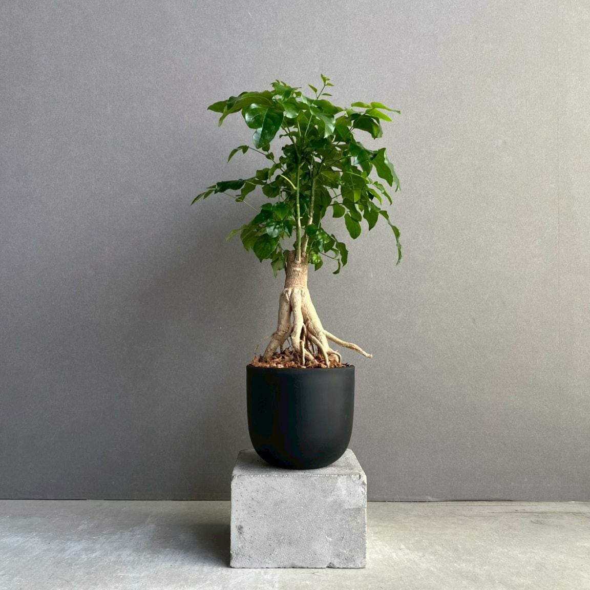 アデニウム アラビカム ブラック ドワーフ｜Adenium 塊根植物